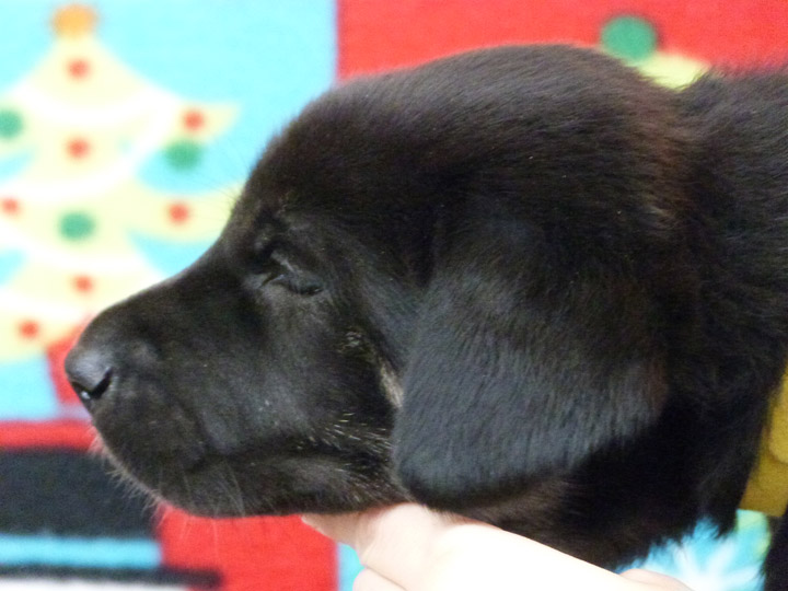 chinook puppy